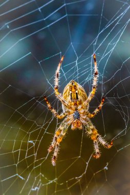 Kıllı turuncu örümceğin portresi (Avrupa bahçe örümceği veya çapraz örümceği veya çapraz örümceği veya diyabet örümceği, Araneus diadematus) büyük, parlak bir female.net merkezindedir..