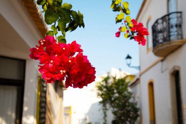 Ferragudo, Algarve, Portekiz. 26 Eylül 2020. Portekiz 'in Ferragudo balıkçı köyündeki Bougainvillea çiçekleriyle süslenmiş dar sokaklardaki kiremitli çatıları olan geleneksel beyaz evler.