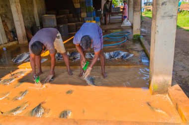 Negombo, Sri Lanka. 09 Şubat 2023 'te Sri Lanka' da küçük bir balık fabrikasında çalışan işçiler ayaklarıyla çamurlu ve kirli suda fileto balığı yıkarlar..