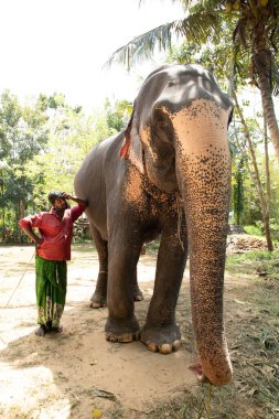 Sri Lanka 'da 10 Şubat 2023. Parlak yaz kıyafetleri giymiş genç Sri Lankalı adam gülümsüyor ve filinin yanındaki toprak yolda uzun bir palmiye ağacının yanında durup onu okşuyor..