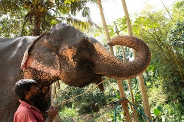 Sri Lanka 'da 10 Şubat 2023. Parlak yaz kıyafetleri giymiş genç Sri Lankalı adam gülümsüyor ve filinin yanındaki toprak yolda uzun bir palmiye ağacının yanında durup onu okşuyor..