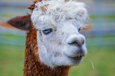 Çiftlikte mavi gözlü şirin Alpaca. Güney Amerika Camelid 'inin güzel ve komik hayvanları (Vicugna pacos).
