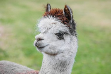 Çiftlikte mavi gözlü şirin Alpaca. Güney Amerika Camelid 'inin güzel ve komik hayvanları (Vicugna pacos).