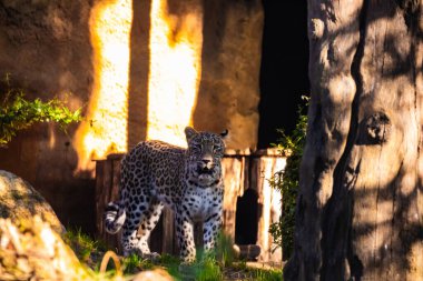 Pers leoparı (Panthera pardus saxicolor) Avrupa hayvanat bahçesinde iyi koşullarda. Geniş kaplama ve bol yeşillik.