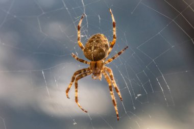 Kıllı turuncu örümceğin portresi (Avrupa bahçe örümceği veya çapraz örümceği veya çapraz örümceği veya diyabet örümceği, Araneus diadematus) büyük, parlak bir female.net merkezindedir..