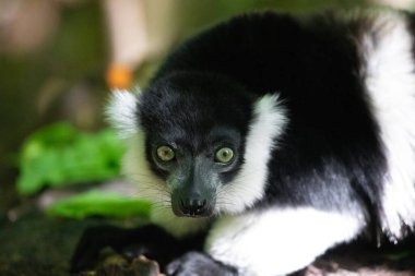 Siyah beyaz yakalı Lemur şirin bir hayvan. Canlı bir doğa geçmişi var. Berlin Hayvanat Bahçesi 'nde nadir görülen bir koruma ve bakım konsepti