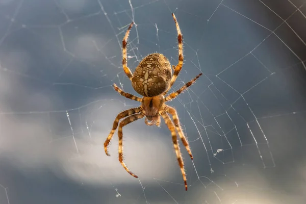 Kıllı turuncu örümceğin portresi (Avrupa bahçe örümceği veya çapraz örümceği veya çapraz örümceği veya diyabet örümceği, Araneus diadematus) büyük, parlak bir female.net merkezindedir..
