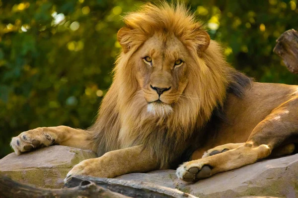 金光闪闪的狮子下山了 野兽的爱与温情之王 野生动物的自然黄色背景 图库图片