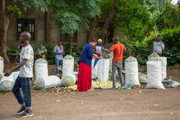 阿鲁沙 坦桑尼亚 非洲2022年2月1日阿鲁沙当地居民站在路边 用白色大袋子出售蔬菜 图库照片