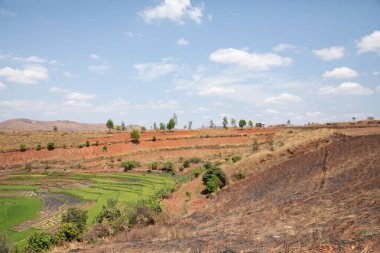Tipik Madagaskar manzarası. Ana yol boyunca Vohiposa yakınlarındaki küçük tepelerde yeşil ve sarı pirinç tarlaları. yeşil çimen ve parlak toprak