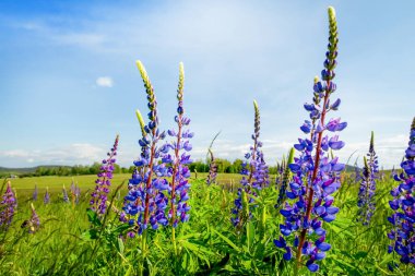 Yaz güneşli bir günde yeşil çimlerin üzerinde çiçek açan luplar. canlı renk doğa arkaplanı