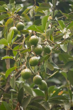 Ağaçta asılı duran yeşil Avocados meyveleri. Yeşil doğal arkaplan