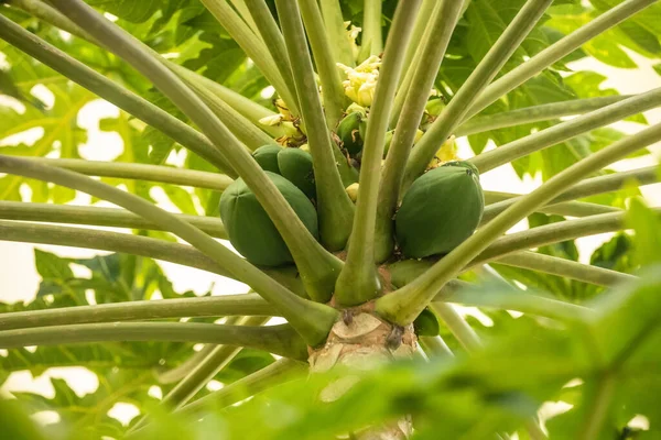papaya fruit on papaya tree in farm. many ripening green fruits at the top of the tree around the trunk. green natural background