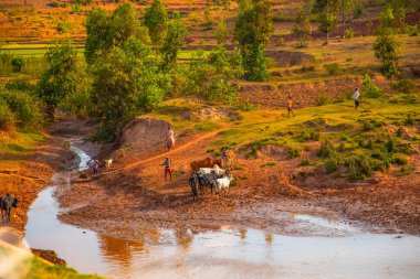 Nişanlım Madagaskar 'da. 21 Ekim 2023. Madagaskar yolları. Fianarantsoa 'dan küçük köylere giden yol, yol boyunca evler, çiftlik hayvanları, pirinç tarlaları, günlük Malagasy