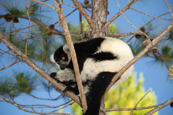 Siyah ve beyaz yakutlu lemur doğal habitatı Madagaskar 'da. Şirin, tüylü, parlak primat yakın plan. Vary varecia variegata, endemik