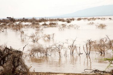 Afrika 'daki gölde ölü ağaçlar duruyor. Küresel ısınma, iklim felaketi konsepti. Tanzanya, Maniara Milli Parkı. Işık suyunun arka planında yaprakları olmayan güzel Afrika ağaçları