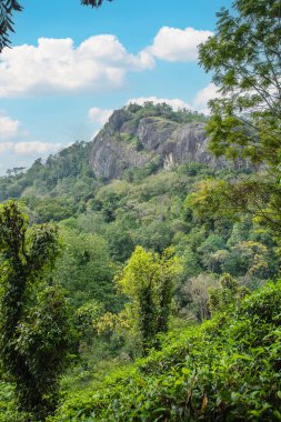 Sri Lanka 'daki yüksek dağ çay tarlası. Olgun yeşil yapraklar çalıların üzerinde, hasat için hazır. Bu tür çaylar özellikle değerli ve lezzetli olur.