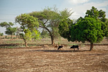 Tipik Afrika manzarası, çiftlik hayvanları, bir sürü yeşil ağaç ve elektrik direkleriyle. Kilimanjaro Dağı yamacında.