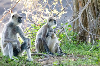 Yala Ulusal Parkı 'nda, Sri Lanka' da oturan küçük bir grup siyah suratlı gri Langur maymunu. Güzel, açık gri maymunlu bir aile.