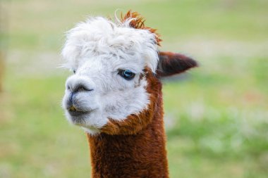 Çiftlikte mavi gözlü şirin Alpaca. Güney Amerika Camelid 'inin güzel ve komik hayvanları (Vicugna pacos).