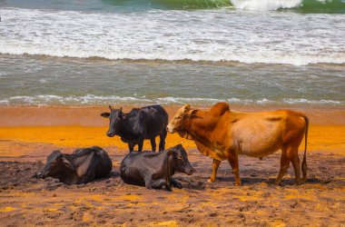 İnekler, geleneksel Sri Lanka plajlarında yatıp dinleniyorlar. Komik doğal turuncu, mavi ve gri arkaplan