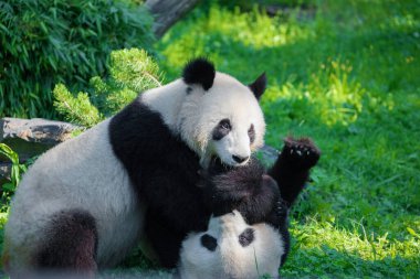 Yeşil çimlerde panda oynarken çok neşeliydi. Nesli tükenmekte olan nadir hayvanlar korunan konsept. Berlin Hayvanat Bahçesi 'ndeki Çin mülkü. sevimli sakar siyah ve beyaz ayı. İki kardeş.