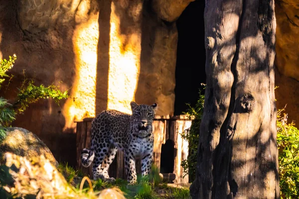 Pers leoparı (Panthera pardus saxicolor) Avrupa hayvanat bahçesinde iyi koşullarda. Geniş kaplama ve bol yeşillik.