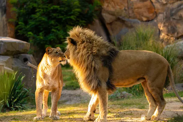 Pair adult Lions in zoological garden. lion and lioness in bright golden rays setting sun. Close-up. Love and tenderness king of beasts. Nature yellow background with wild animals