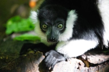 Siyah beyaz yakalı Lemur şirin bir hayvan. Canlı bir doğa geçmişi var. Berlin Hayvanat Bahçesi 'nde nadir görülen bir koruma ve bakım konsepti