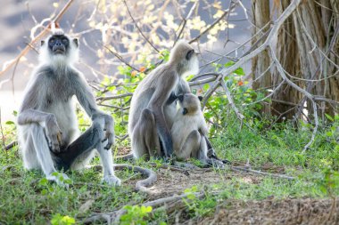 Yala Ulusal Parkı 'nda, Sri Lanka' da oturan küçük bir grup siyah suratlı gri Langur maymunu. Güzel, açık gri maymunlu bir aile.