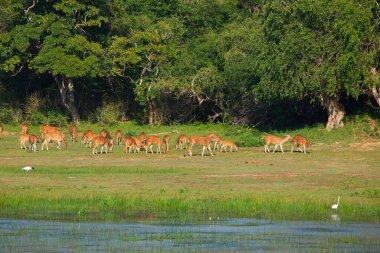 Sika ya da benekli geyik sürüsü Sri Lanka 'da. Vahşi yaşam ve hayvan fotografı. Bir kızıl sika geyik sürüsü yeşil bir çayırda otlar. Doğal ortamdaki bir ormanın arka planına karşı.