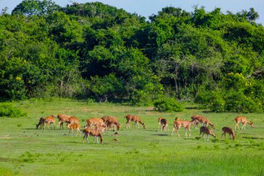 Sika ya da benekli geyik sürüsü Sri Lanka 'da. Vahşi yaşam ve hayvan fotografı. Bir kızıl sika geyik sürüsü yeşil bir çayırda otlar. Doğal ortamdaki bir ormanın arka planına karşı.