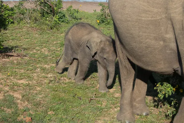 Indian elephants in natural habitat. Baby elephant with its mother. newborn baby elephant with baby fluff on his head