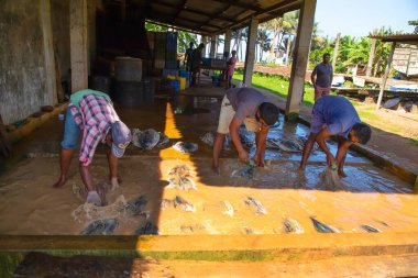Negombo, Sri Lanka. 09 Şubat 2023 'te Sri Lanka' da küçük bir balık fabrikasında çalışan işçiler ayaklarıyla çamurlu ve kirli suda fileto balığı yıkarlar..