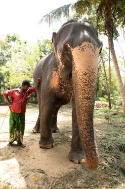 Sri Lanka 'da 10 Şubat 2023. Parlak yaz kıyafetleri giymiş genç Sri Lankalı adam gülümsüyor ve filinin yanındaki toprak yolda uzun bir palmiye ağacının yanında durup onu okşuyor..