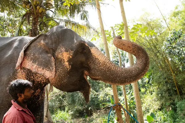 Sri Lanka 'da 10 Şubat 2023. Parlak yaz kıyafetleri giymiş genç Sri Lankalı adam gülümsüyor ve filinin yanındaki toprak yolda uzun bir palmiye ağacının yanında durup onu okşuyor..