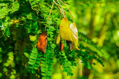 Caesalpinia Sappan (Biancaea) birçok küçük yeşil yaprak. Eski kozaların uzun saplarıyla uyum içinde. Sri Lanka bahçesinde büyüyen