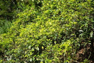 Sri Lanka 'daki yüksek dağ çay tarlası. Olgun yeşil yapraklar çalıların üzerinde, hasat için hazır. Bu tür çayın özellikle değeri ve tadı harikadır. Doğa geçmişi. Çay içecekler konsepti