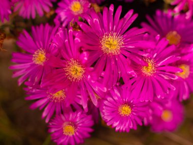 Karışık renkli çiçekler, doğa arka planı. Canlı, karışık bir fon. Bahçede büyüyen parlak. Yakın plan. Baharın başında canlı çiçekler. Evde bahçıvanlık hobisi