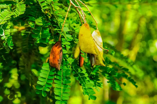 Caesalpinia Sappan (Biancaea) birçok küçük yeşil yaprak. Eski kozaların uzun saplarıyla uyum içinde. Sri Lanka bahçesinde büyüyen