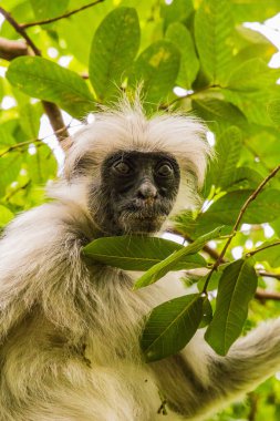 Zanzibar kırmızı kolobus maymunu ağaçta oturuyor ve doğal yaşam alanı olan ormanda dinleniyor. Koyu yüzlü sevimli vahşi maymun. Zanzibar Adası, Tanzanya. Afrika seyahati ve vahşi hayvanlar konsepti.