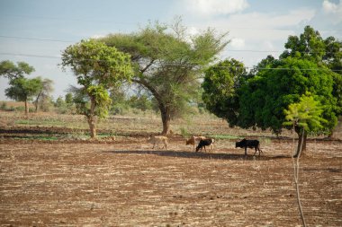Tipik Afrika manzarası, çiftlik hayvanları, bir sürü yeşil ağaç ve elektrik direkleriyle. Kilimanjaro Dağı yamacında.