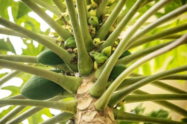 Çiftlikteki papaya ağacında papaya meyvesi. Ağacın gövdesinin tepesinde olgunlaşan yeşil meyveler var. yeşil doğal arkaplan