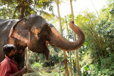 Sri Lanka 'da 10 Şubat 2023. Parlak yaz kıyafetleri giymiş genç Sri Lankalı adam gülümsüyor ve filinin yanındaki toprak yolda uzun bir palmiye ağacının yanında durup onu okşuyor..