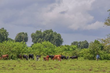 Diani, Kenya. 29 yaşında. 03 numara. 2018 Kenyalı çoban güneşli bir çayırda inekleri otlatıyor. Harika balıkçıllar oturur