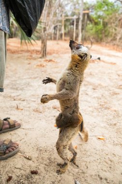 Turuncu gözlü şirin kahverengi lemur (Eulemur fulvus). Doğal yaşam alanındaki ağaç gövdesinde nesli tükenmekte olan bir hayvan, Yedek Kimony. Egzotik Madagaskar vahşi yaşam hayvanı.