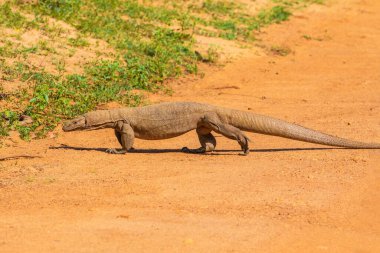 Asya su monitörü - Varanus salvator ayrıca yaygın su monitörü, Güney ve Güneydoğu Asya 'ya özgü büyük varanid kertenkele gözlemcisi kertenkele parlak turuncu kum yolundan geçiyor