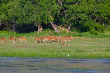 Sika ya da benekli geyik sürüsü Sri Lanka 'da. Vahşi yaşam ve hayvan fotografı. Bir kızıl sika geyik sürüsü yeşil bir çayırda otlar. Doğal ortamdaki bir ormanın arka planına karşı.