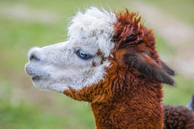 Çiftlikte mavi gözlü şirin Alpaca. Güney Amerika Camelid 'inin güzel ve komik hayvanları (Vicugna pacos).