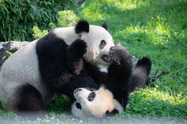 Yeşil çimlerde panda oynarken çok neşeliydi. Nesli tükenmekte olan nadir hayvanlar korunan konsept. Berlin Hayvanat Bahçesi 'ndeki Çin mülkü. sevimli sakar siyah ve beyaz ayı. İki kardeş.
